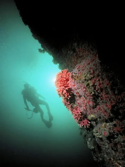 Framed Print : Diver and Invertebrate Wall