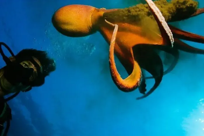Framed Print : Diver Poses with a Day Octopus Framed Print : Diver Poses with a Day Octopus