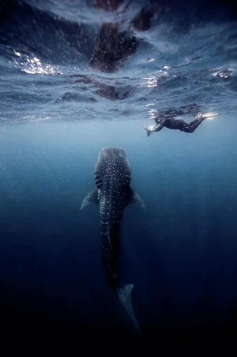 Framed Print : Diver swimming with Whale shark, underwater view, Cancun, Mexico Framed Print : Diver swimming with Whale shark, underwater view, Cancun, Mexico