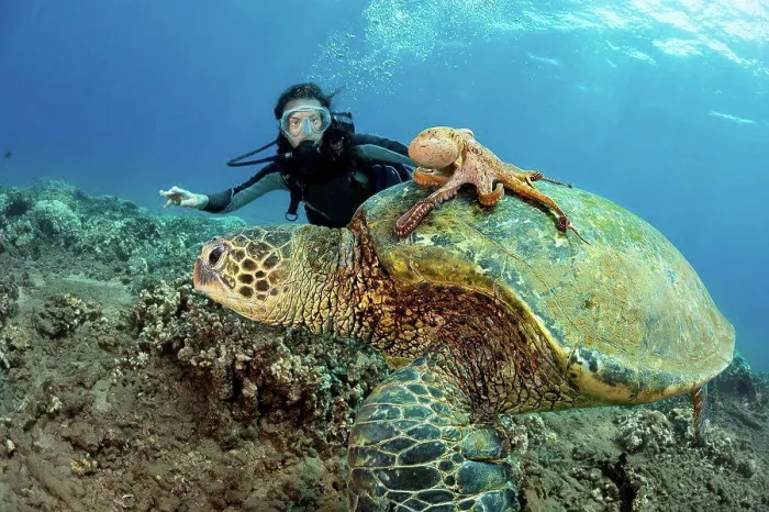 Framed Print : A diver watches on as a Day octopus (Octopus cyanea) hitches a ride on a Green sea turtle (Chelonia mydas); Hawaii Framed Print : A diver watches on as a Day octopus (Octopus cyanea) hitches a ride on a Green sea turtle (Chelonia mydas); Hawaii