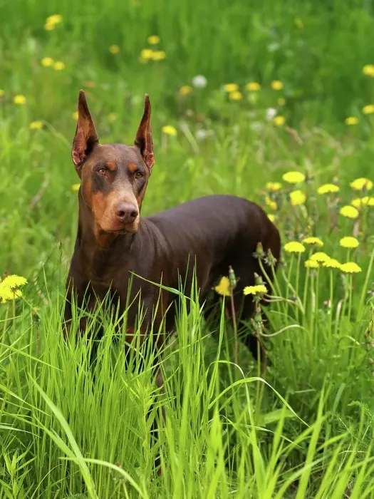 Framed Print : Doberman Pinscher, AKC, 2 1 / 2-old Dorey photographed in Anchorage