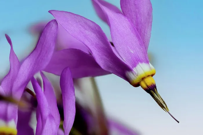 Framed Print : dodecatheon meadia ** dodecatheon meadia 2yo-gyd Framed Print : dodecatheon meadia ** dodecatheon meadia 2yo-gyd
