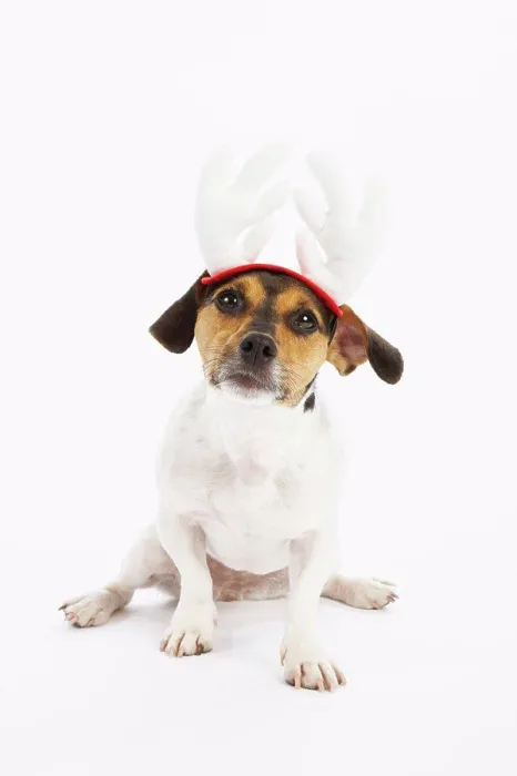 Framed Print : Dog with Reindeer Hat Framed Print : Dog with Reindeer Hat