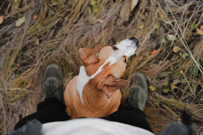 Framed Print : Dog sitting at the feet of a human in autumn grass, pov shot Framed Print : Dog sitting at the feet of a human in autumn grass, pov shot