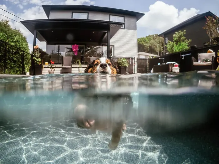 Framed Print : dog swimming in the pool during summer Framed Print : dog swimming in the pool during summer