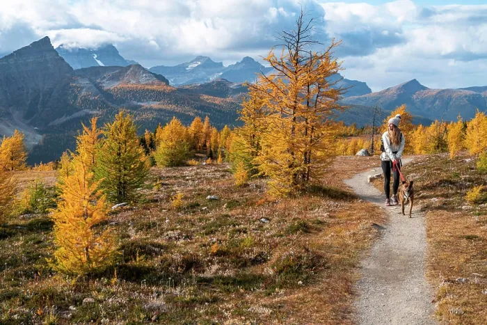 Framed Print : Dog Walking Through Healey Pass During Fall in the Rockies Framed Print : Dog Walking Through Healey Pass During Fall in the Rockies