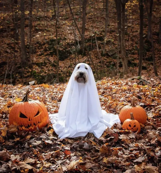 Framed Print : Dog wearing a ghost costume sitting between pumpkins for Halloween