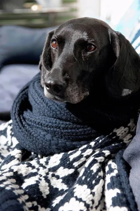 Framed Print : Dog wrapped in knitted blanket on sofa