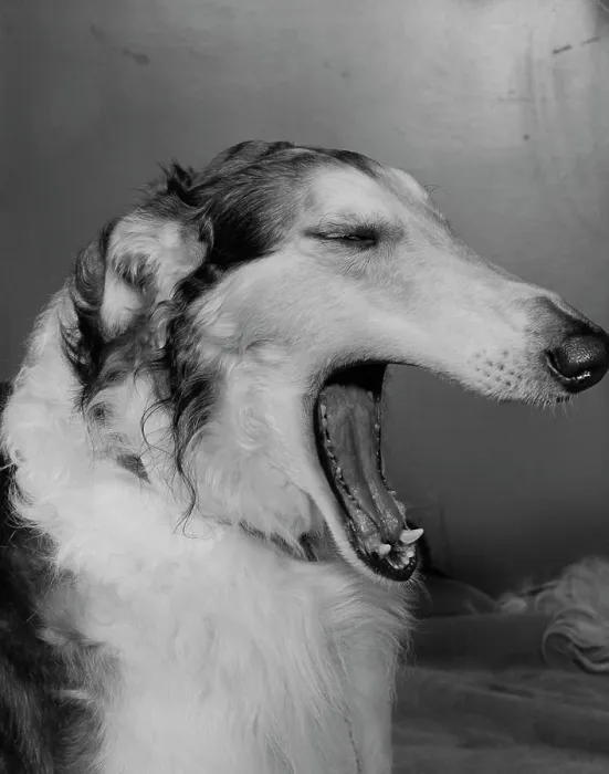 Framed Print : Dog yawning
