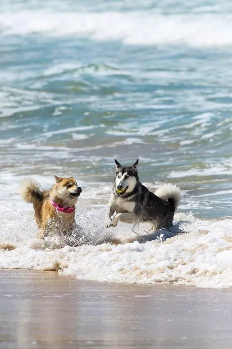 Framed Print : Dogs playing with a ball in the sea at Fistral in Newquay in Cornwall Framed Print : Dogs playing with a ball in the sea at Fistral in Newquay in Cornwall