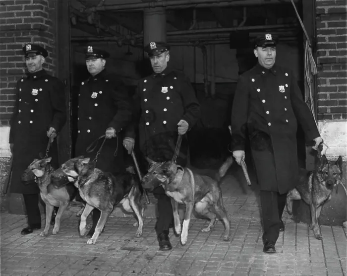 Framed Print : Dogs (Police) - Overseas - English Police Dogs - Police (See: Separate File For: Australian Police Dogs) Framed Print : Dogs (Police) - Overseas - English Police Dogs - Police (See: Separate File For: Australian Police Dogs)