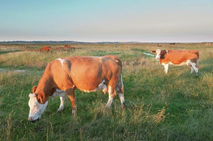 Framed Print : Domestic Cattle, beef crossbreed cows Framed Print : Domestic Cattle, beef crossbreed cows