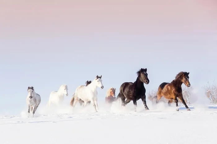 Framed Print : Domestic horse. Mixed herd galloping on a snowy pasture. Germany Framed Print : Domestic horse. Mixed herd galloping on a snowy pasture. Germany