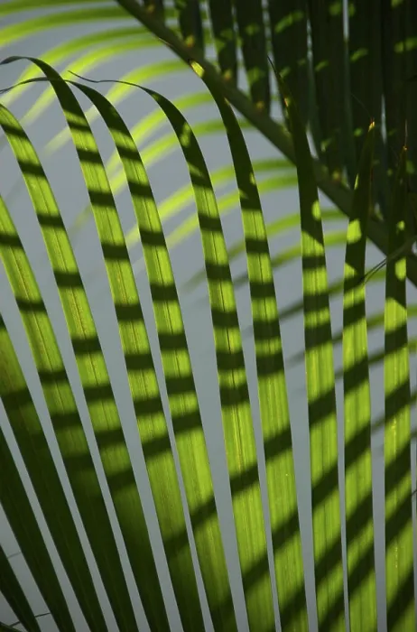 Framed Print : Dominican Republic, La Altagracia, Punta Cana, Bavaro, palm tree detail
