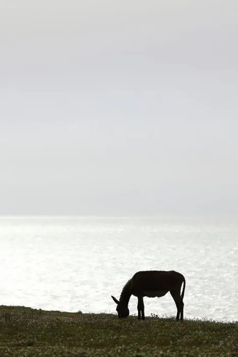 Framed Print : Donkey silhouetted by light of setting sun on Atlantic Ocean Framed Print : Donkey silhouetted by light of setting sun on Atlantic Ocean