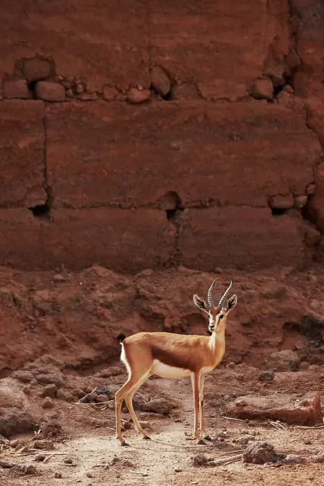 Framed Print : Dorcas gazelle (Gazella dorcas) interior Sahara Desert Framed Print : Dorcas gazelle (Gazella dorcas) interior Sahara Desert