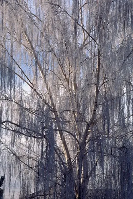 Framed Print : A DORMANT WILLOW TREE (Salicaceae family) covered in FROST - CENTRAL OREGON Framed Print : A DORMANT WILLOW TREE (Salicaceae family) covered in FROST - CENTRAL OREGON