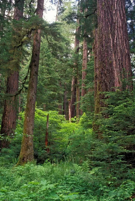 Framed Print : Douglas fir trees in old growth forest in Willamette National Forest. North America, USA, Oregon, Little North Fork Framed Print : Douglas fir trees in old growth forest in Willamette National Forest. North America, USA, Oregon, Little North Fork
