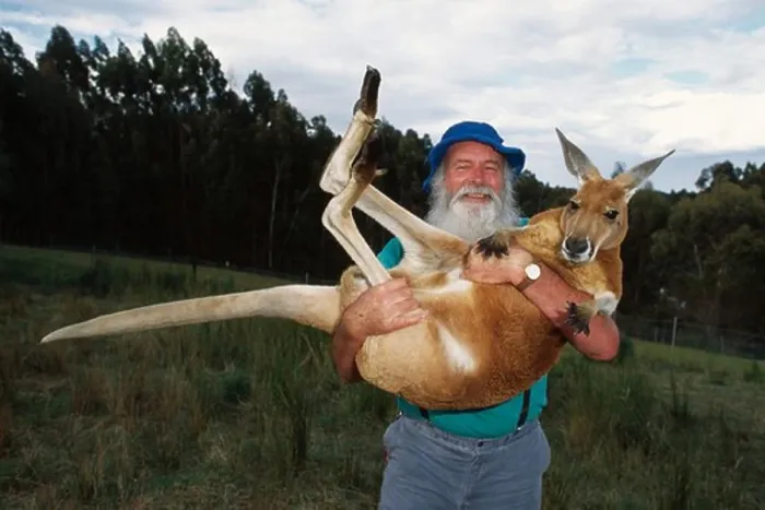Framed Print : dr. j. wamsley holding red kangaroo founder & managing director of earth sanctuaries limited Framed Print : dr. j. wamsley holding red kangaroo founder & managing director of earth sanctuaries limited