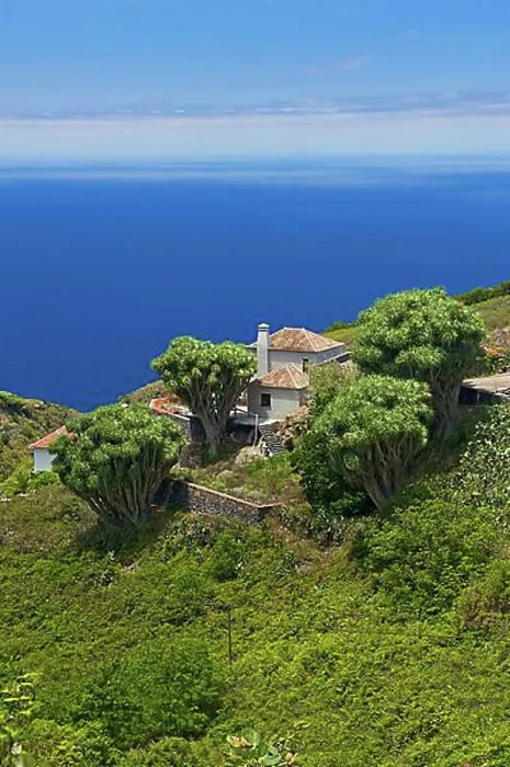 Framed Print : Dragon trees on the north coast of La Palma, Canary Islands, Spain, Europe Framed Print : Dragon trees on the north coast of La Palma, Canary Islands, Spain, Europe