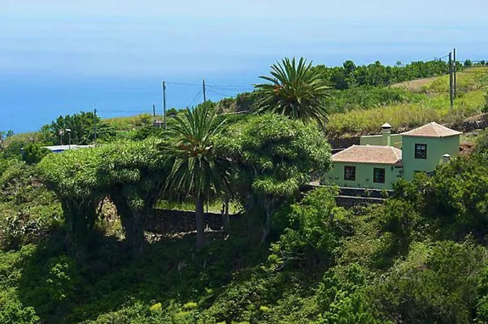 Framed Print : Dragon trees on the north coast of La Palma, Canary Islands, Spain, Europe Framed Print : Dragon trees on the north coast of La Palma, Canary Islands, Spain, Europe