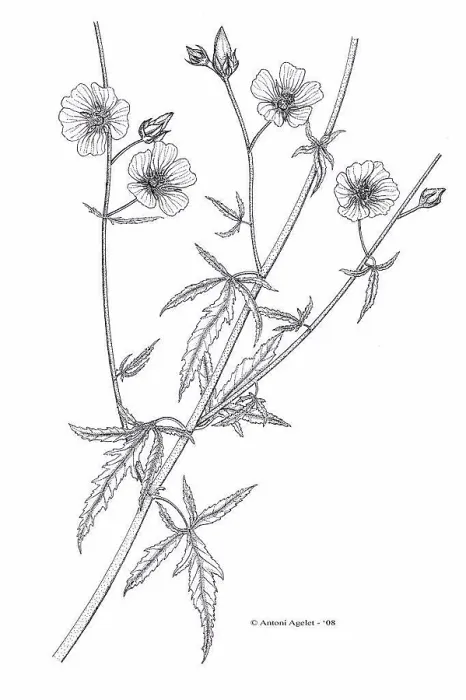 Framed Print : Drawing of a Marsh-Mallow flower with Indian ink
