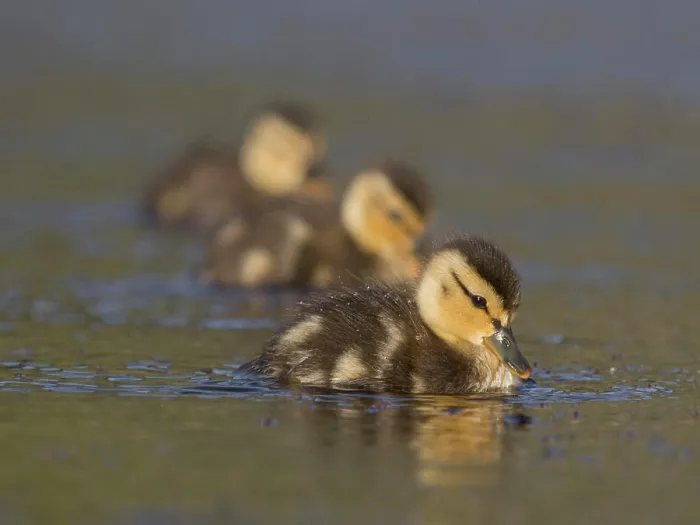 Framed Print : Ducklings gently floating on tranquil waters at dusk Framed Print : Ducklings gently floating on tranquil waters at dusk