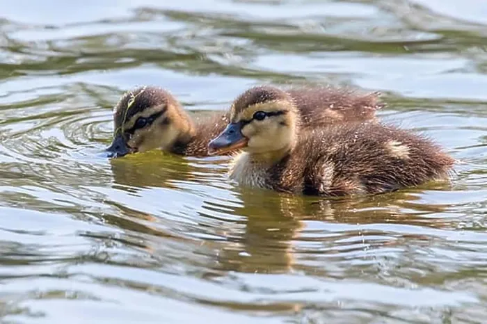 Framed Print : Ducklings Swimming, Mallard Duck Babies on Water Surface