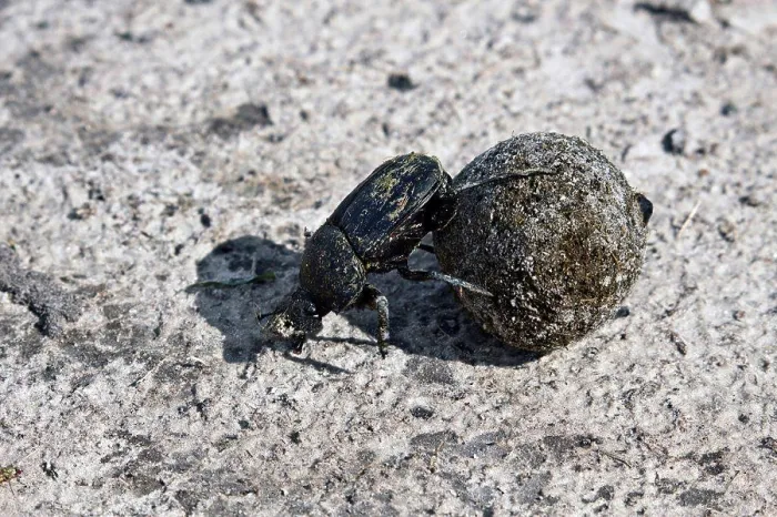 Framed Print : Dung or Scarab Beetle - Botswana Framed Print : Dung or Scarab Beetle - Botswana