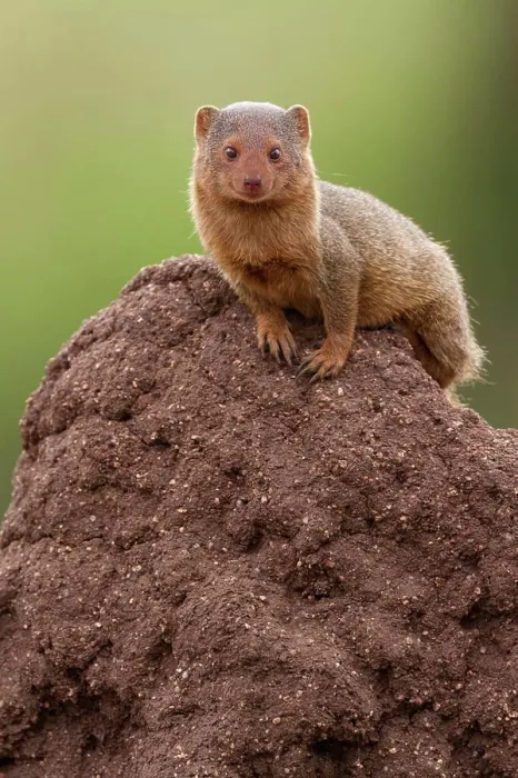 Framed Print : Dwarf Mongoose (Mungos mungo) on termite mound