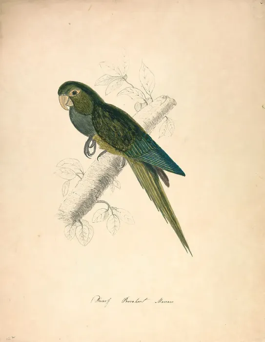 Framed Print : Dwarf Parakeet Macaw Nineteenth Century Edward Lear Framed Print : Dwarf Parakeet Macaw Nineteenth Century Edward Lear