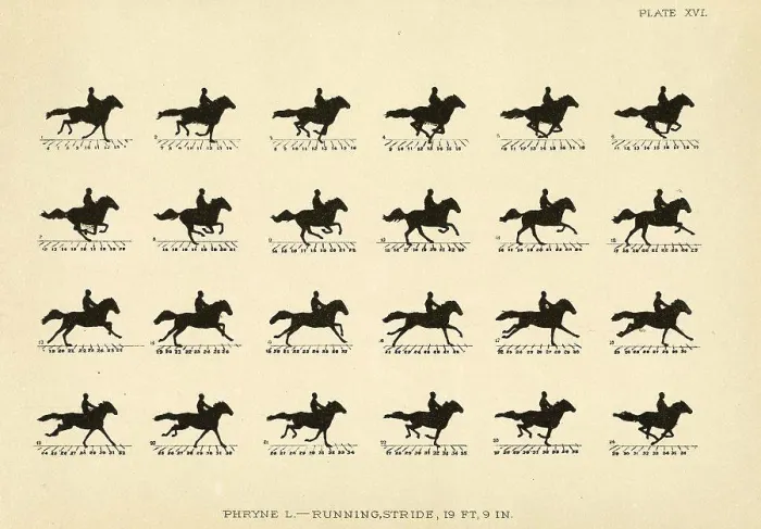 Framed Print : Eadweard Muybridge (American, born England) Framed Print : Eadweard Muybridge (American, born England)