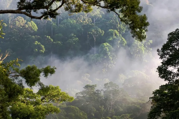 Framed Print : Early morning mist over the canopy at lowland rainforest, Danum Valley, Sabah State, Island of Borneo, Malaysia
