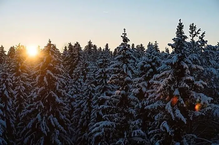 Framed Print : Early morning at snowy forest. Fabulous winter landscape- sunrise at fir forest covered with snow Framed Print : Early morning at snowy forest. Fabulous winter landscape- sunrise at fir forest covered with snow