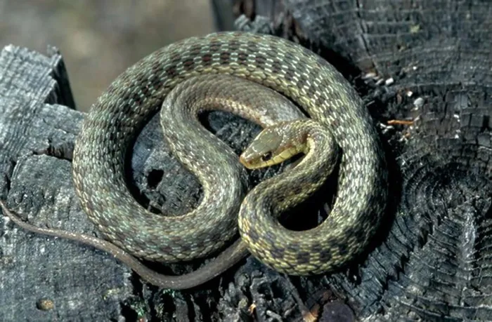 Framed Print : Eastern Garter Snake (Thamnophis sirtalis pallidula), Island Falls, Maine, USA Framed Print : Eastern Garter Snake (Thamnophis sirtalis pallidula), Island Falls, Maine, USA