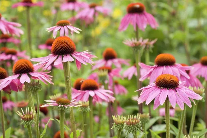 Framed Print : Echinacea purpurea, Echinacea, Purple coneflower