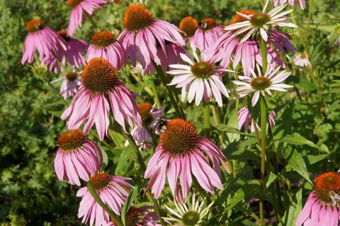 Framed Print : Echinacea purpurea, Roter Sonnenhut Framed Print : Echinacea purpurea, Roter Sonnenhut