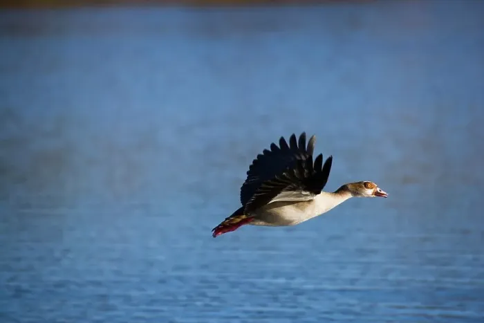 Framed Print : Egyptian Goose (Alopochen aegyptiacus) in flight