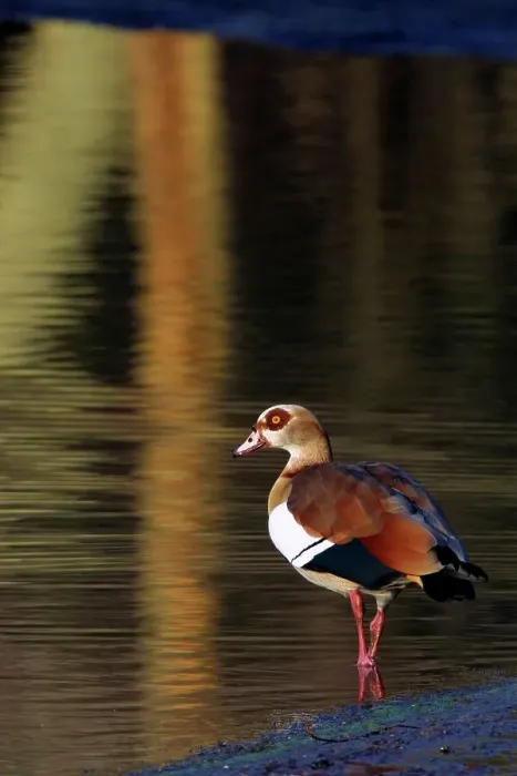 Framed Print : Egyptian Goose. Inyamithi Pan. Ndumu Game Reserve Framed Print : Egyptian Goose. Inyamithi Pan. Ndumu Game Reserve