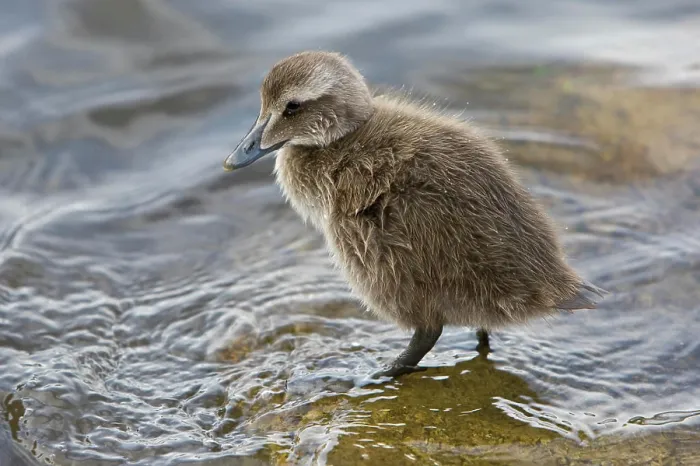 Framed Print : Eider chick in a pond in Reykjavik, Iceland Framed Print : Eider chick in a pond in Reykjavik, Iceland