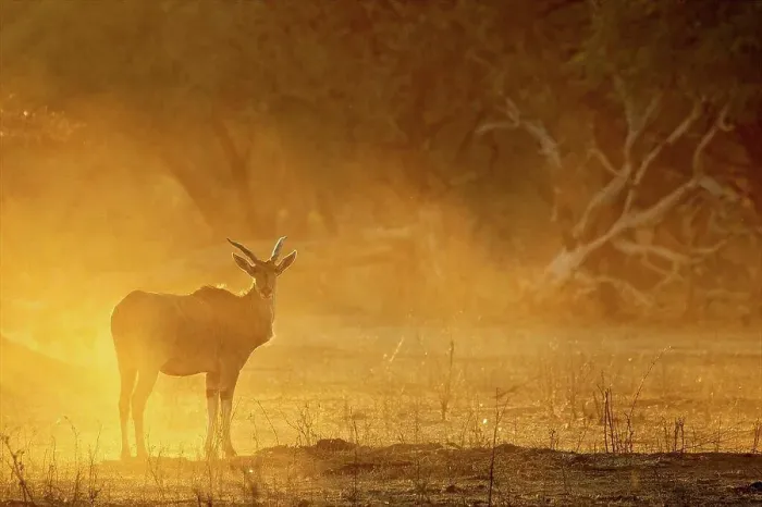 Framed Print : Eland at dawn, Mana Pools national park, Zimbabwe, Africa Framed Print : Eland at dawn, Mana Pools national park, Zimbabwe, Africa