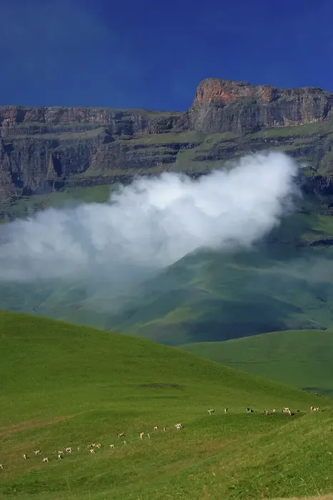 Framed Print : Eland (Taurotragus oryx) herd with Drakensberg in background Framed Print : Eland (Taurotragus oryx) herd with Drakensberg in background