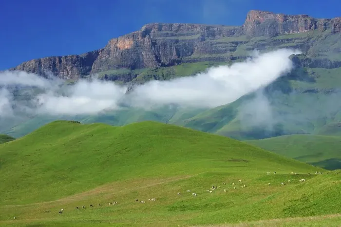 Framed Print : Eland (Taurotragus oryx) herd with Drakensberg in background Framed Print : Eland (Taurotragus oryx) herd with Drakensberg in background