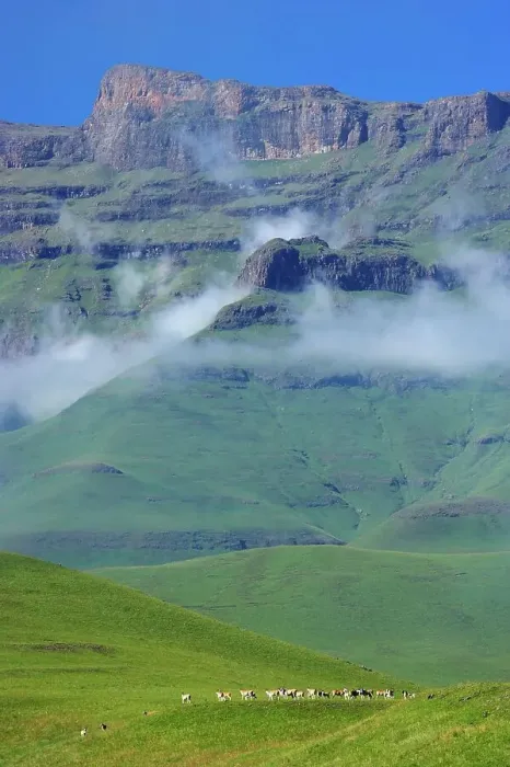 Framed Print : Eland (Taurotragus oryx) herd with Drakensberg in background