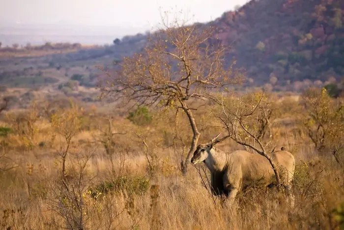 Framed Print : Eland (Taurotragus oryx). Pilanesberg Game Reserve