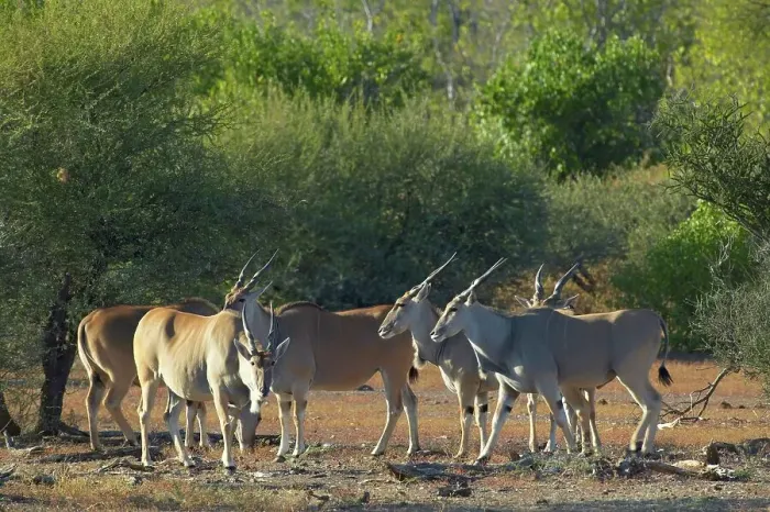 Framed Print : Eland (Taurotragus oryx) in veld