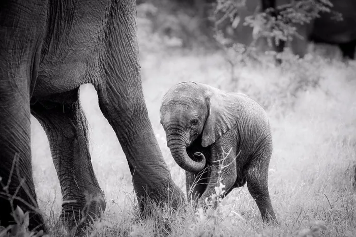 Framed Print : An elephant calf, Loxodonta africana, stands behind its mother's legs, curls its trunk in, in black and white Framed Print : An elephant calf, Loxodonta africana, stands behind its mother's legs, curls its trunk in, in black and white