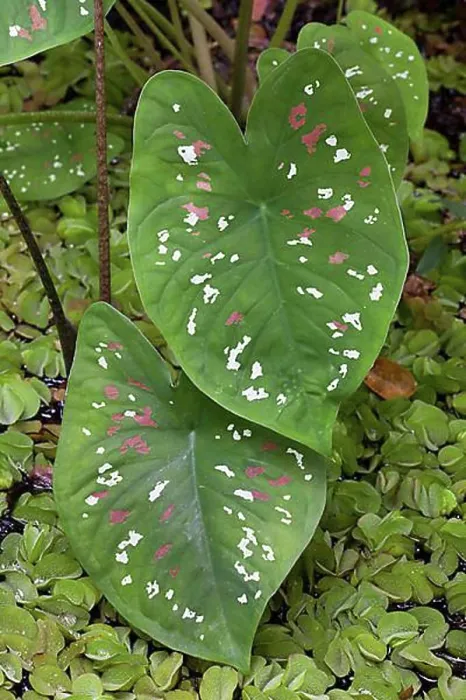 Framed Print : Elephant Ear (Caladium bicolor), native to the Amazon region