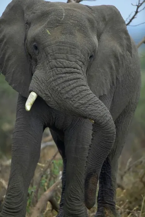 Framed Print : Elephant (Loxodonta africana) bull resting its trunk on one of his tusks