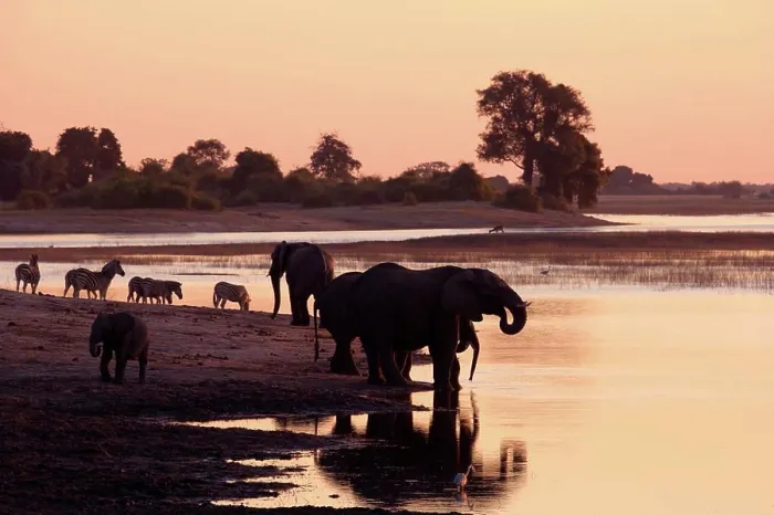 Framed Print : Elephant (Loxodonta Africana) Chobe National Park. Botswana Framed Print : Elephant (Loxodonta Africana) Chobe National Park. Botswana
